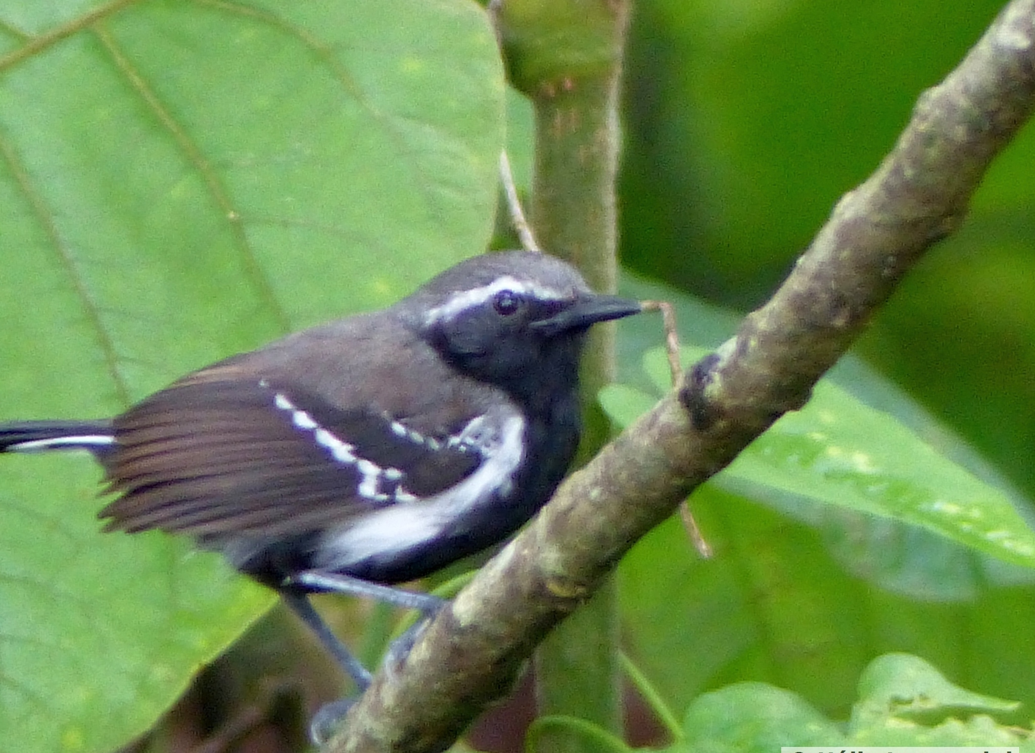 Southern White-fringed Antwren illustration