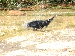 Molothrus bonariensis