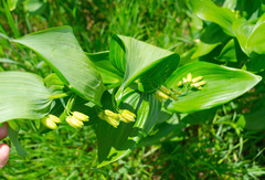Polygonatum biflorum commutatum
