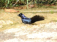 Molothrus bonariensis