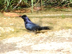 Molothrus bonariensis