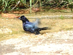 Molothrus bonariensis