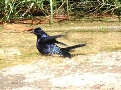 Molothrus bonariensis
