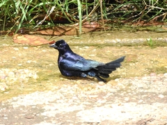 Molothrus bonariensis