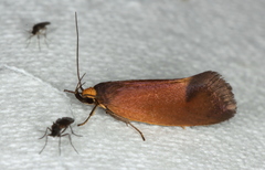 Delexocha ochrocausta