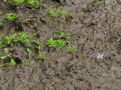 Myriophyllum quitense