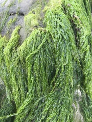 Ulva linza
