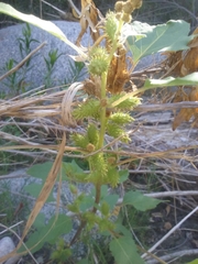 Xanthium strumarium canadense