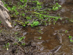 Myriophyllum quitense