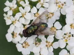 Pyrellia rapax