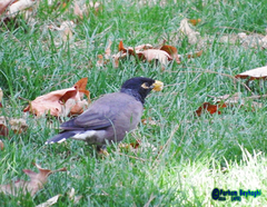 Acridotheres tristis