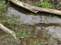 Myriophyllum quitense