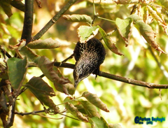 Sturnus vulgaris