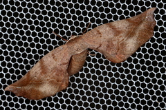 Parepisparis excusata