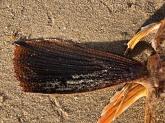 Prionotus evolans