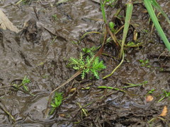 Myriophyllum quitense