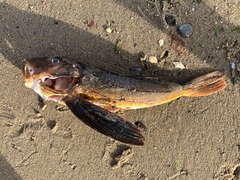 Prionotus evolans
