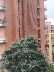 Aves