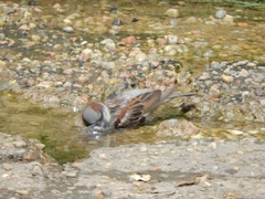 Passer domesticus