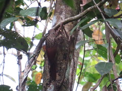 Xiphorhynchus lachrymosus