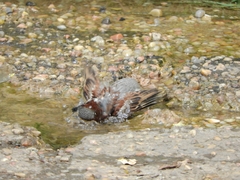 Passer domesticus