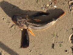 Prionotus evolans