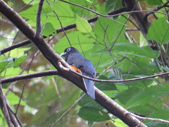 Trogon chionurus