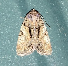 Chytonix