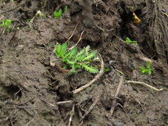 Myriophyllum quitense