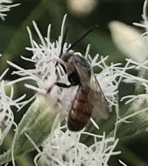 Lasioglossum zephyrus