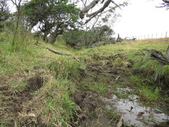 Myriophyllum quitense