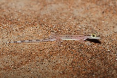 Trigonodactylus arabicus