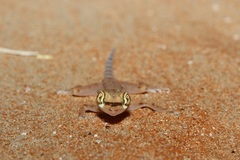 Trigonodactylus arabicus