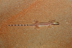 Trigonodactylus arabicus