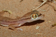 Trigonodactylus arabicus