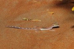 Trigonodactylus arabicus