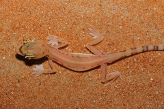 Trigonodactylus arabicus
