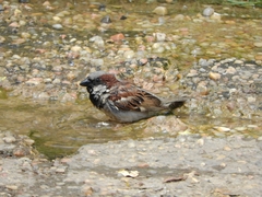 Passer domesticus