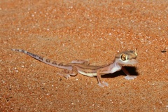Trigonodactylus arabicus
