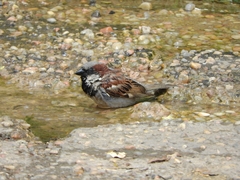 Passer domesticus