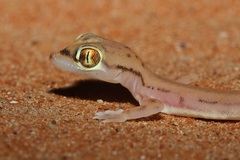 Trigonodactylus arabicus