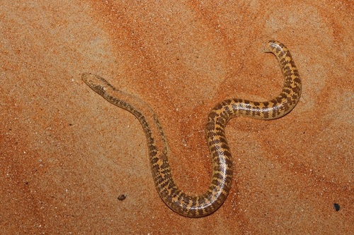 Photo of a Arabian Sand Boa (Eryx jayakari)