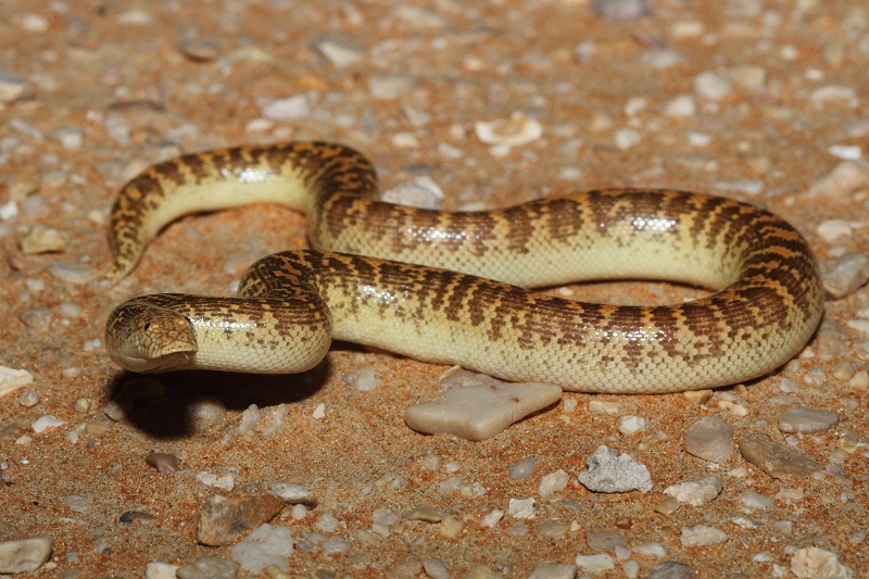 Arabian Sand Boa
