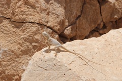 Pseudotrapelus jensvindumi