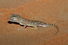 Stenodactylus doriae