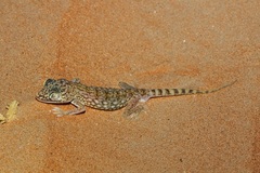 Stenodactylus doriae