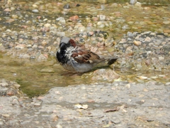 Passer domesticus