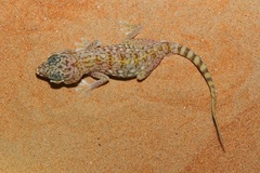 Stenodactylus doriae