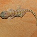 Stenodactylus doriae - Photo (c) dhfischer, μερικά δικαιώματα διατηρούνται (CC BY-NC), uploaded by dhfischer