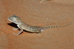 Stenodactylus doriae